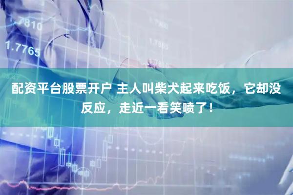 配资平台股票开户 主人叫柴犬起来吃饭，它却没反应，走近一看笑喷了！