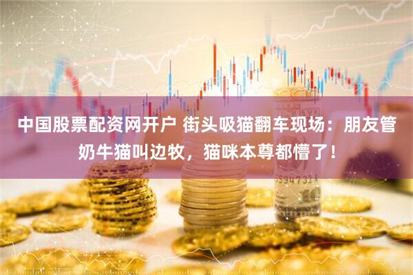 中国股票配资网开户 街头吸猫翻车现场：朋友管奶牛猫叫边牧，猫咪本尊都懵了！