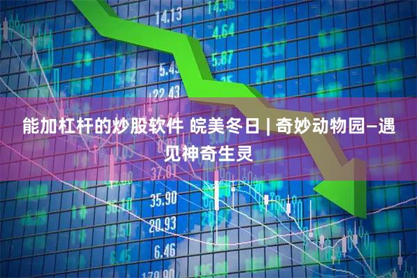 能加杠杆的炒股软件 皖美冬日 | 奇妙动物园—遇见神奇生灵